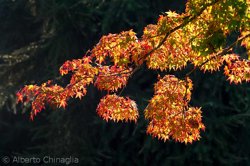 Copyright Alberto Chinaglia